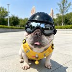 Adjustable Protective Dog Goggles - UV & Windproof Eyewear for Outdoor Adventures - Image 2